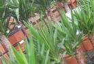 Essendon Northplant-nursery-10.jpg; ?>